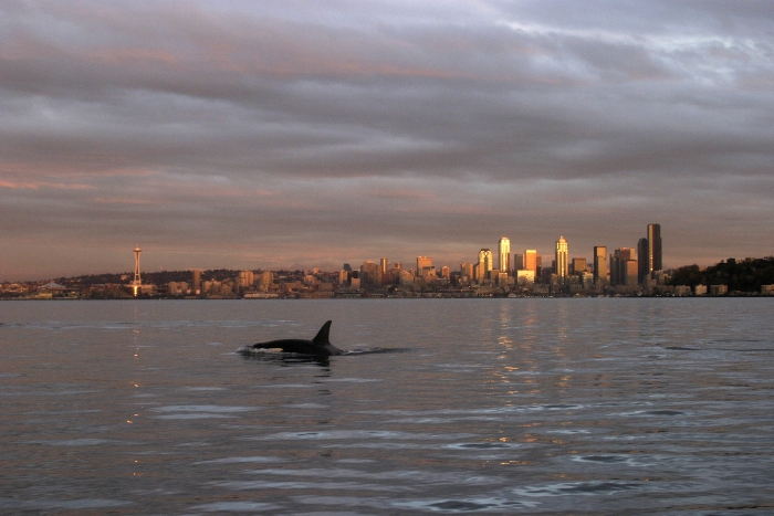 Orca Whale in Elliott Bay and Seattle Skyline
