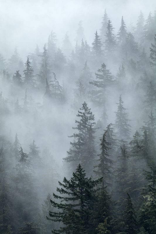 Vancouver Island Forest