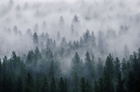 Forest fog