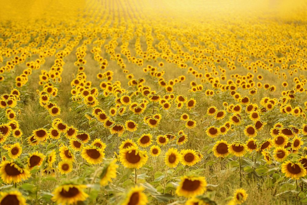  Sea Of Sunflowers