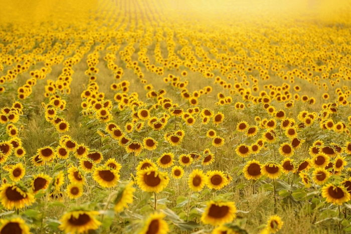  Sea Of Sunflowers