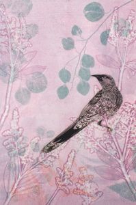 Dusk Wattlebird In Pink