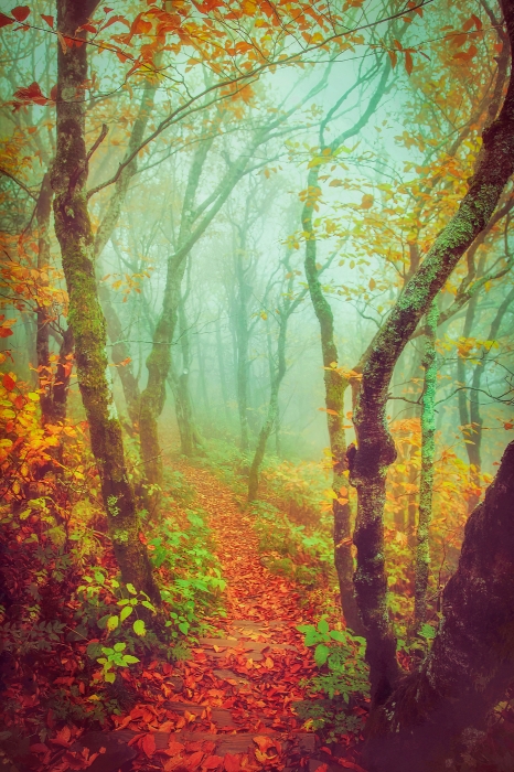  Fairytale Fall Pathway