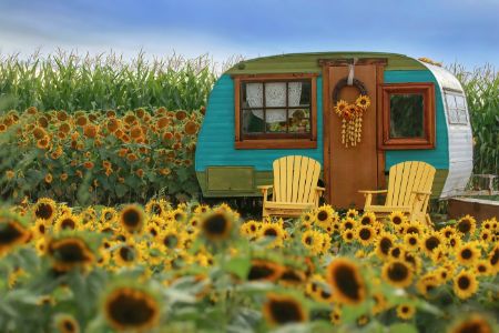  Vintage Camper And Sunflowers 2