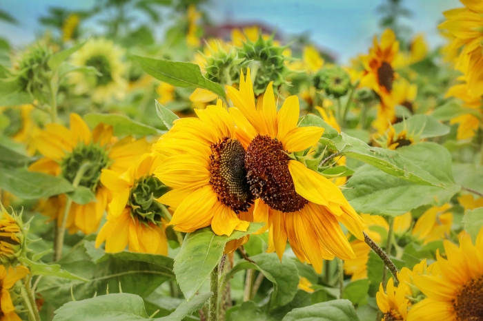  Sweet Sunflower Kiss
