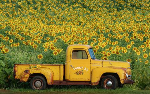  Yellow Vintage Sunflower Truck