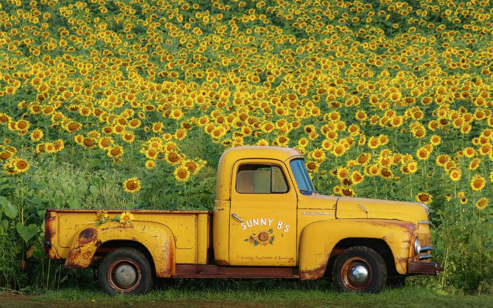  Yellow Vintage Sunflower Truck