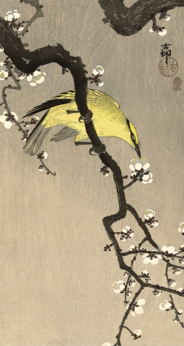 Chinese Wielewaal On Plum Blossom Branch 1900 1910