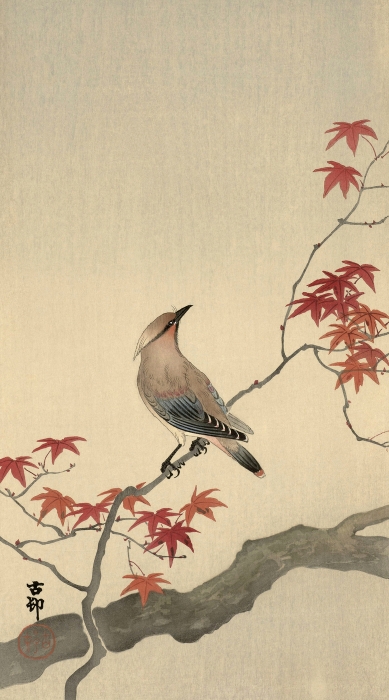 Japanese Waxwing On Maple 1900 1936