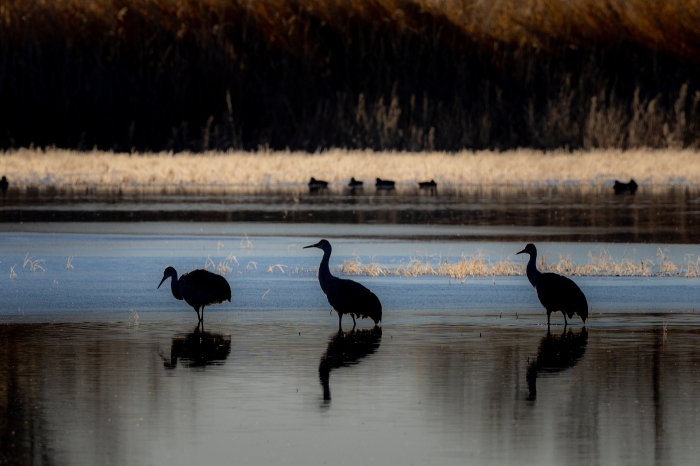 Three Crane Silhouette