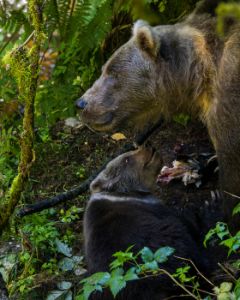 Mom & Cub