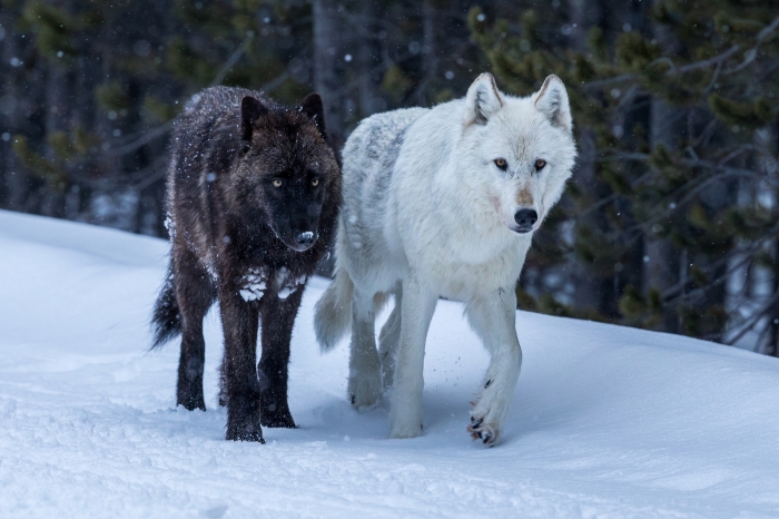 Yellowstone National Park