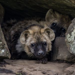 Hyena Den