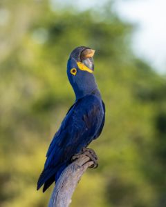 Haycinth Macaw Drinking