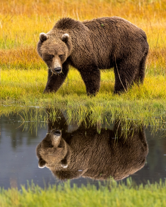 Bear Reflection
