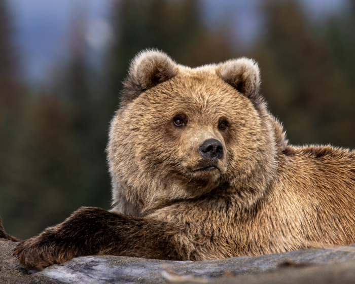 Coastal Brown Bear Gaze
