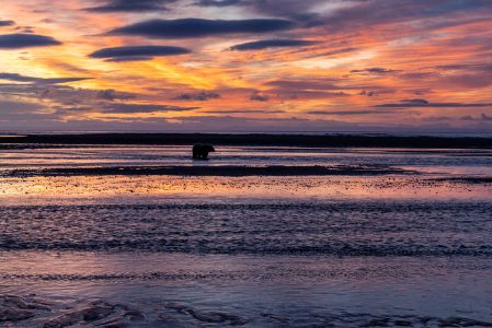 Bear At Sunrise