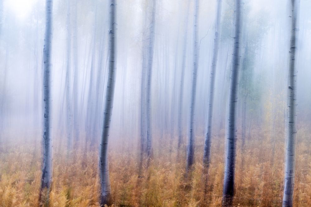 Ghostly Aspens