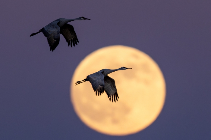 Moon & Cranes