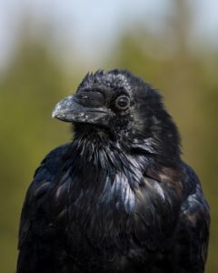 The Raven
