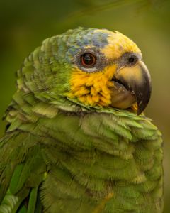 Orange-winged Parrot