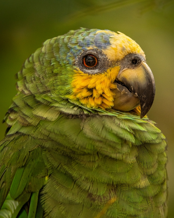 Orange-winged Parrot