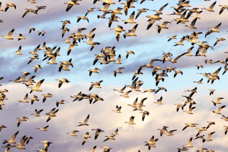 Snow Geese Against the Clouds