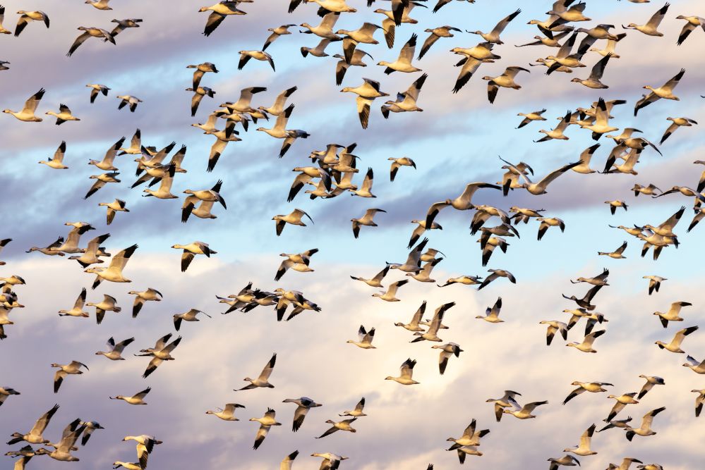 Snow Geese Against the Clouds