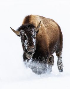 Yellowstone National Park