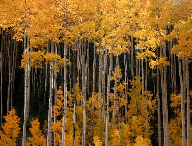Telluride Aspens