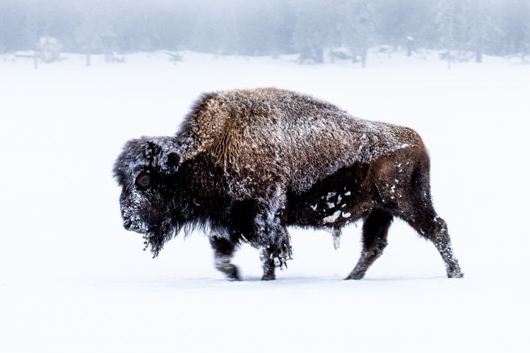Yellowstone National Park