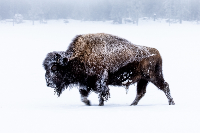 Yellowstone National Park