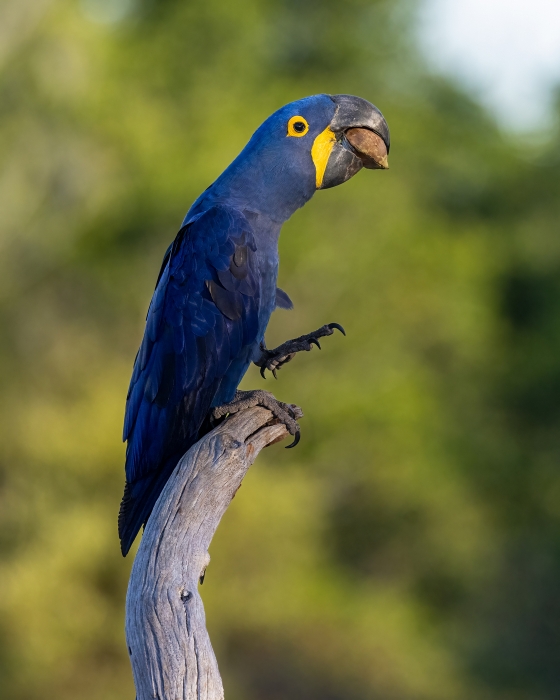 Haycinth Macaw & Pine Nut