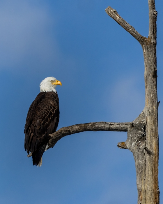 Perched Eagle