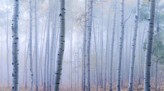 Owl Creek Fog (Pano)