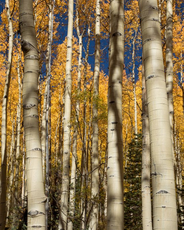 Aspen Trunks 