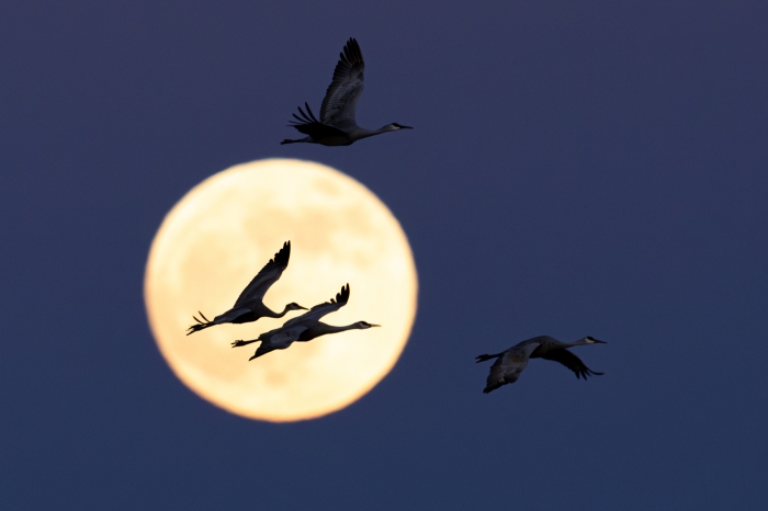 More Moon & Cranes
