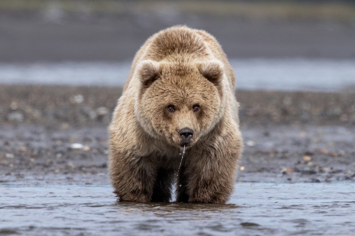 Coastal Brown Bear Drinking