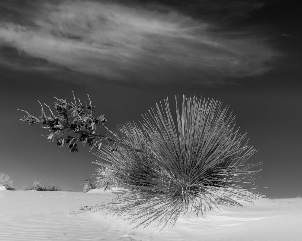 Desert Yucca B&W