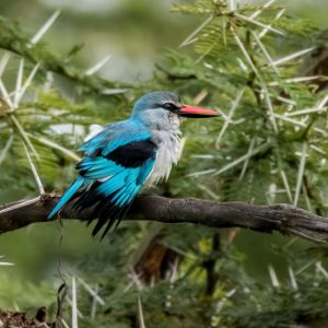 Woodland Kingfisher