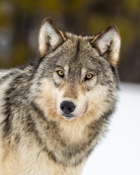 Portrait of A Wolf