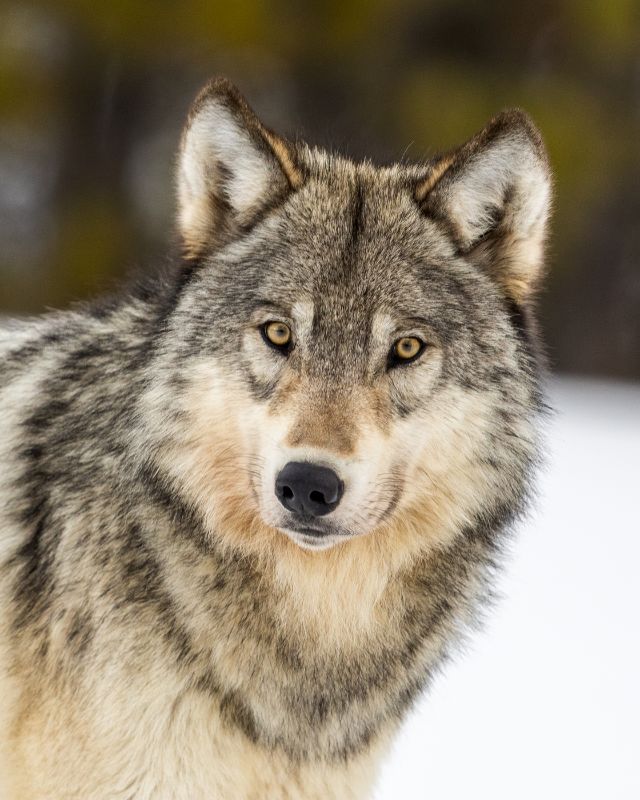 Portrait of A Wolf