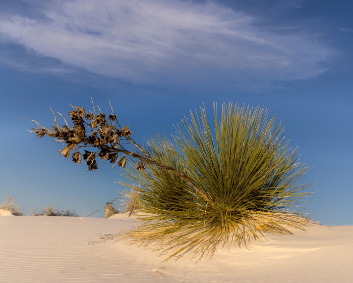 Desert Yucca