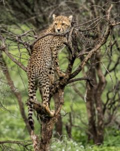 Leopard Cub in Tree