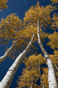 Reaching For the Sky