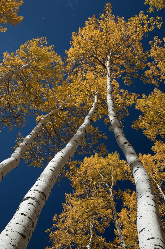 Reaching For the Sky