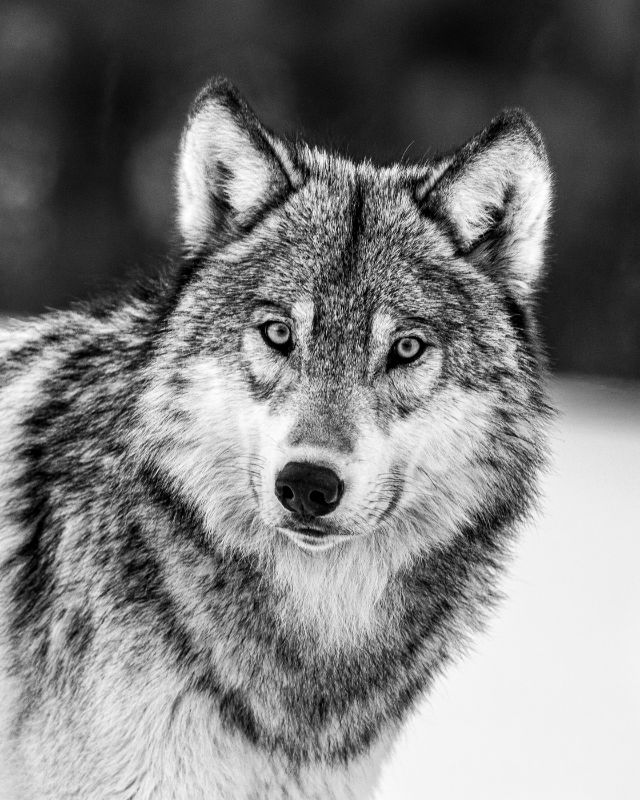 Portrait of A Wolf B&W