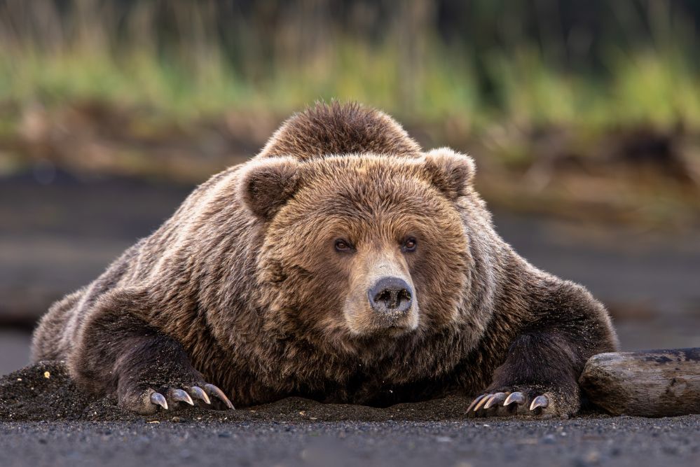 Coastal Brown Bear Claws