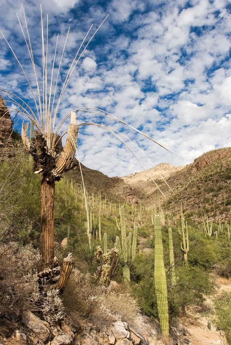 Saguaros Forever
