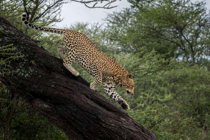 Leopard Descending